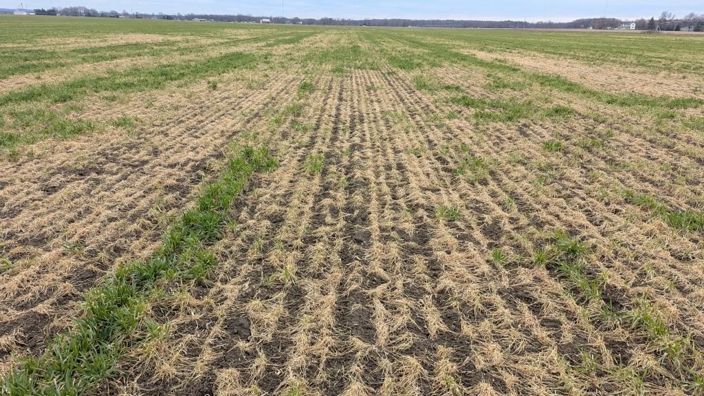 Severe snow mold damage .jpeg